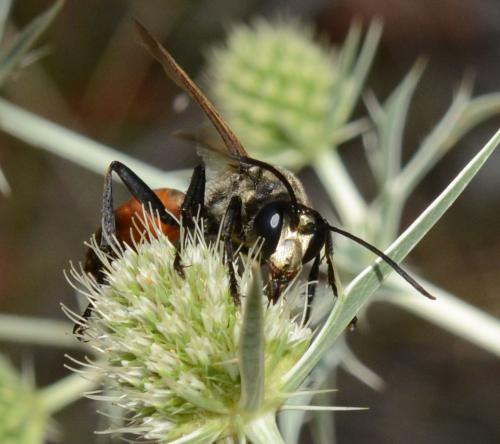 Sphex flavipennis